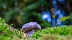 BOCKSDICKFUSS-_-CORTINARIUS-CAMPHORATUS2