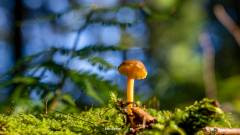 Gelbstieliger-Trompetenpfifferling-_-CANTHARELLUS-TUBAEFORMIS