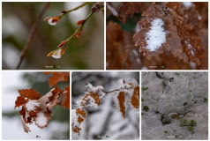 Herbst_Schnee_Impressionen