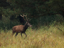 MD-7Hirsch-immer-noch-im-Regen-