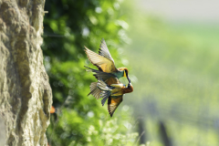 BIENENFRESSER-in-Diskussion