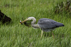 GRAUREIER-MIT-FISCH