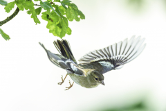 Nur-fliegen-ist-schoener