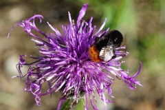 13.Steinhummel-auf-Flockenblume