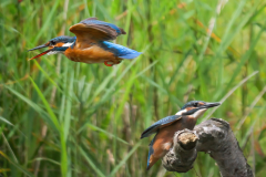 5-Mama-fliegt-schimpfend-ohne-Futter-vorbei