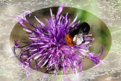 Insekten-auf-Blumen-