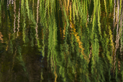 Sch-Ernst-Spiegelung-im-Wasser