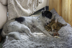 Schindl-E-Hund-und-Katz-einmal-anders_