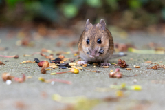 Schindl-E-Maus-in-meinem-Schrebergarten