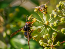 03-Asiatische-Hornisse-und-Schwebfliege